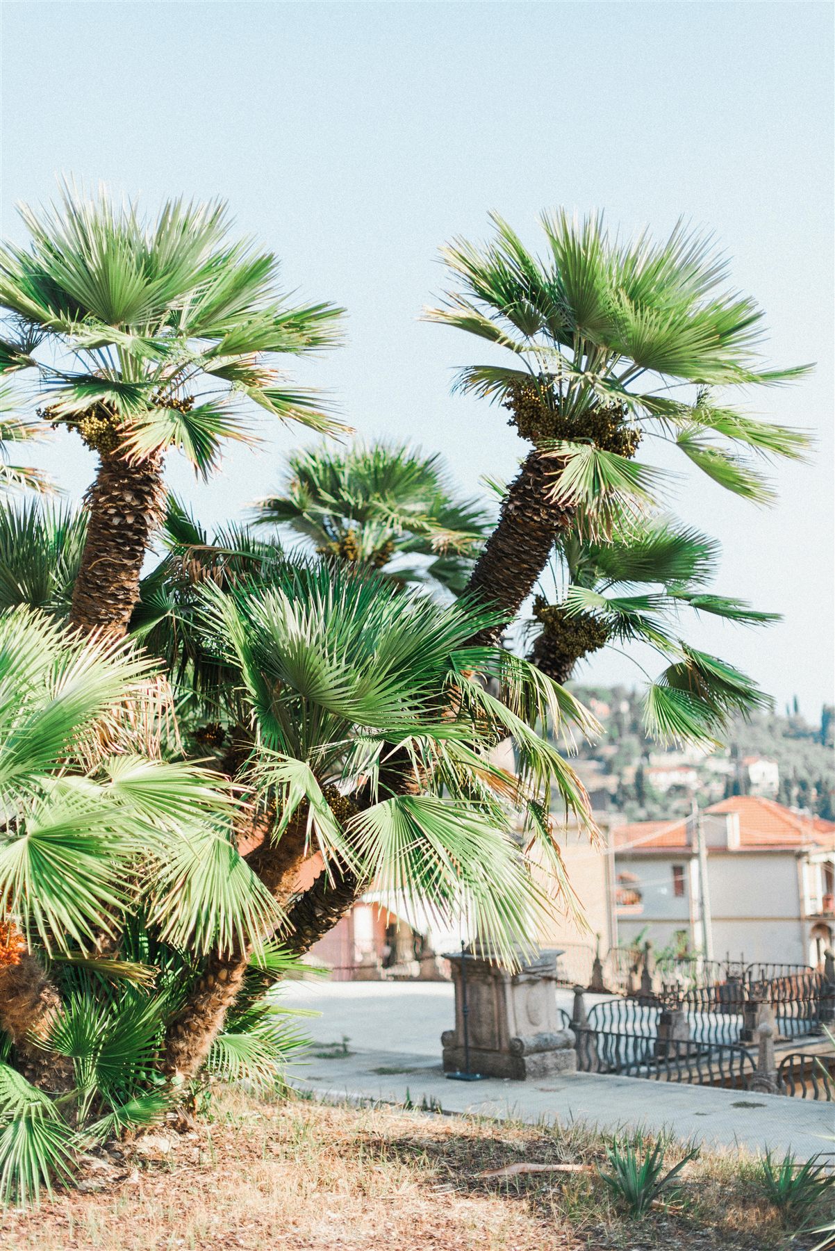 Palmera mediterránea